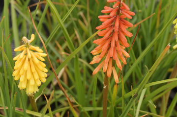 Kniphofia uvariaVuurpijl bestellen